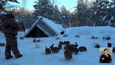 Кроликов разводят в дикой среде
