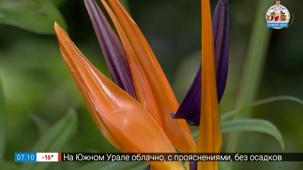 Как вырастить «райскую птицу» у себя на подоконнике в рубрике «Руки садовода»