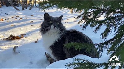 В Челябинском зоопарке показали будни главного смотрителя учреждения