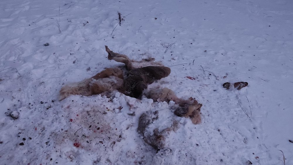 В Кыштыме жители обнаружили шкуры косуль