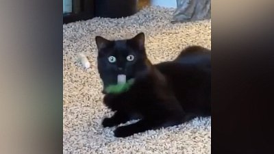 Мех и смех: странный кот, фантомное почесывание и собака в фате