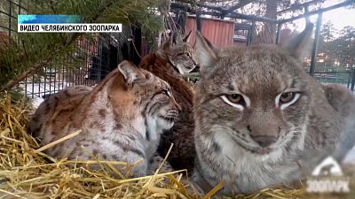 Рыси налаживают отношения в семье