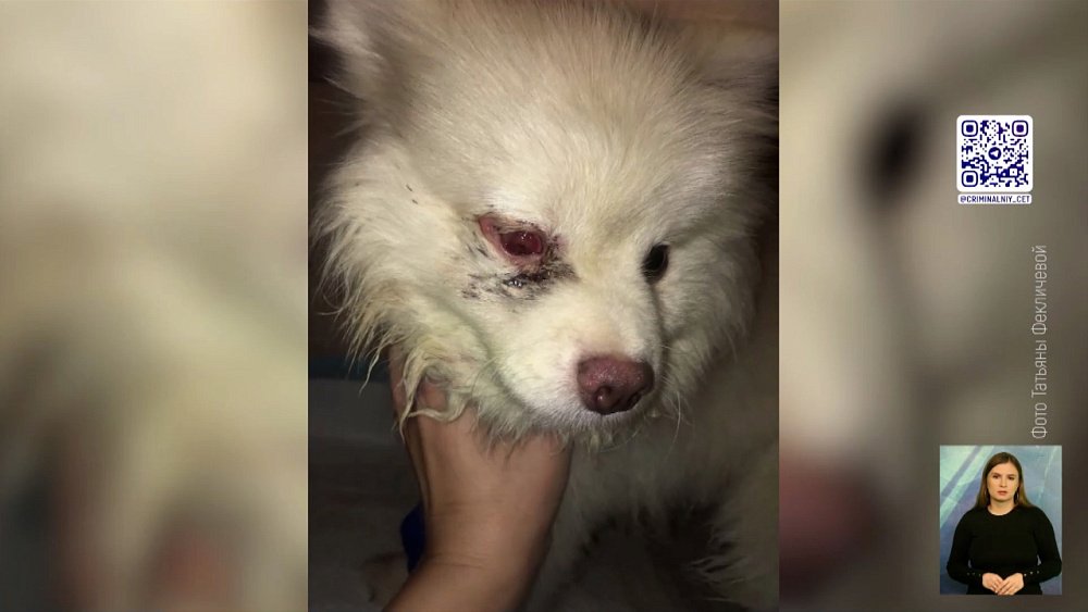 Будут судить живодера, избившего своего пса