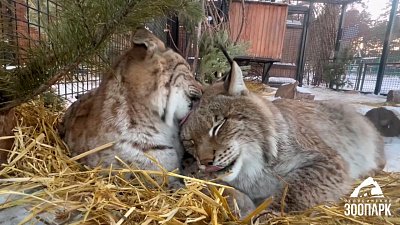 В Челябинском зоопарке показали семейство рысей