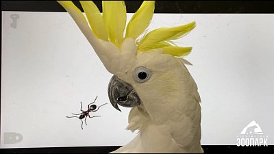 В Челябинском зоопарке попугай Жора стал геймером