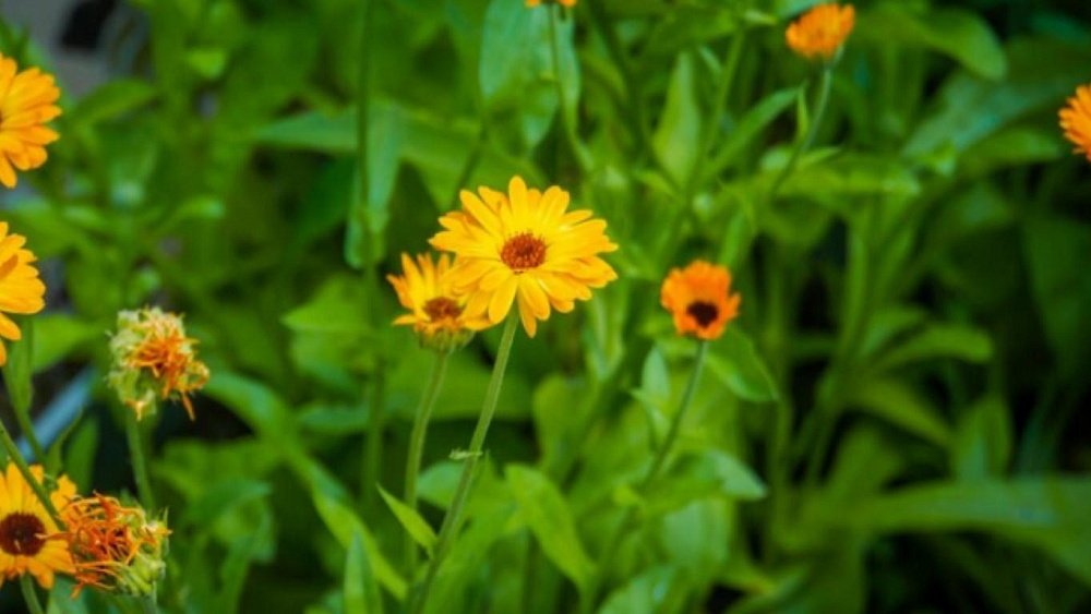 Нормализовать давление могут цветки календулы