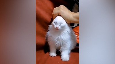 Мех и смех: сонный котенок, странный друг и музыкант