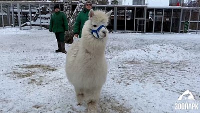 В Челябинском зоопарке альпака Дуся играла в прятки с кипером