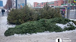 Новогодние елки подорожали в Челябинске на 70%