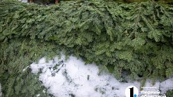 Новогодние елки подорожали в Челябинске на 70%