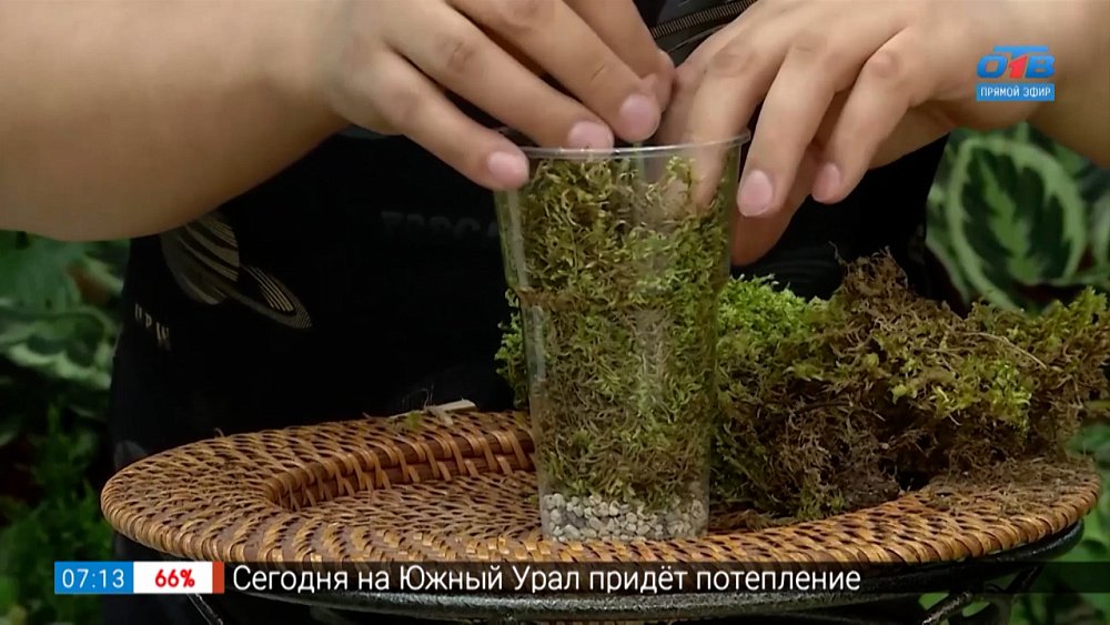 О пользе мха в рубрике «Руки садовода»