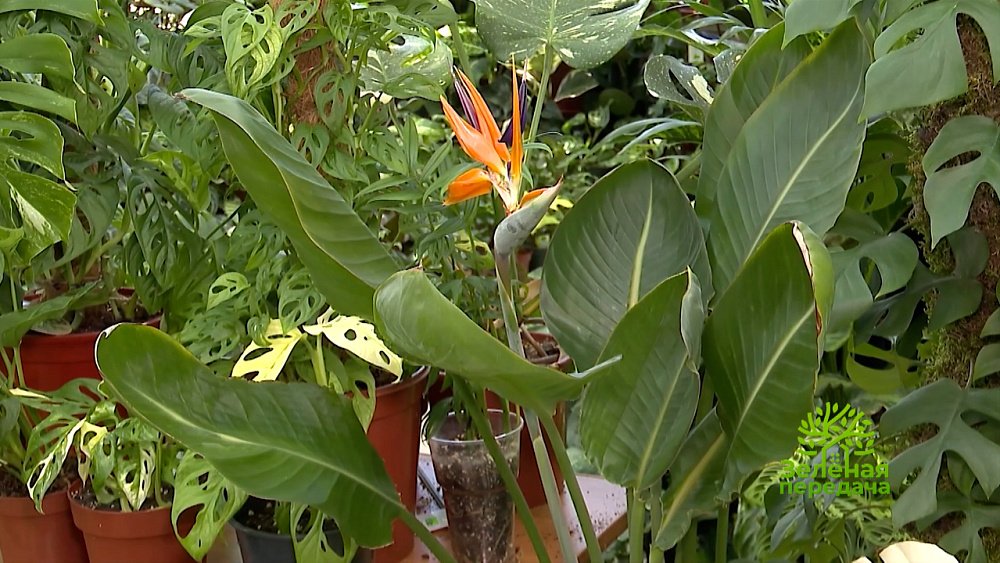 Зеленая передача 15.12.2022