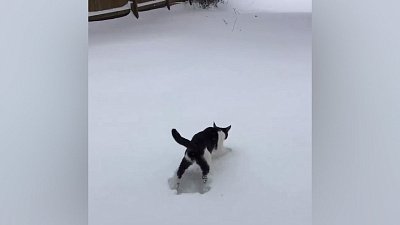 Мех и смех: веселая утка, спортивный котенок и недолгая прогулка