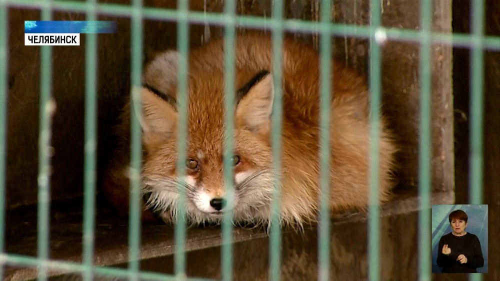 В новогоднюю ночь теряется больше питомцев