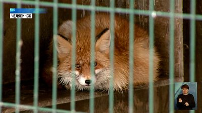В новогоднюю ночь теряется больше питомцев