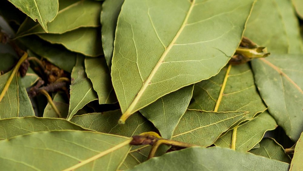 Как помочь суставам лавровым листом