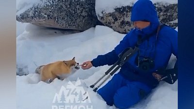 В национальном парке «Таганай» лис провожает туристов до вершины