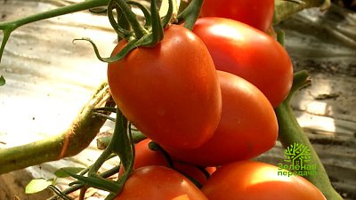 Зеленая передача 22.12.2022