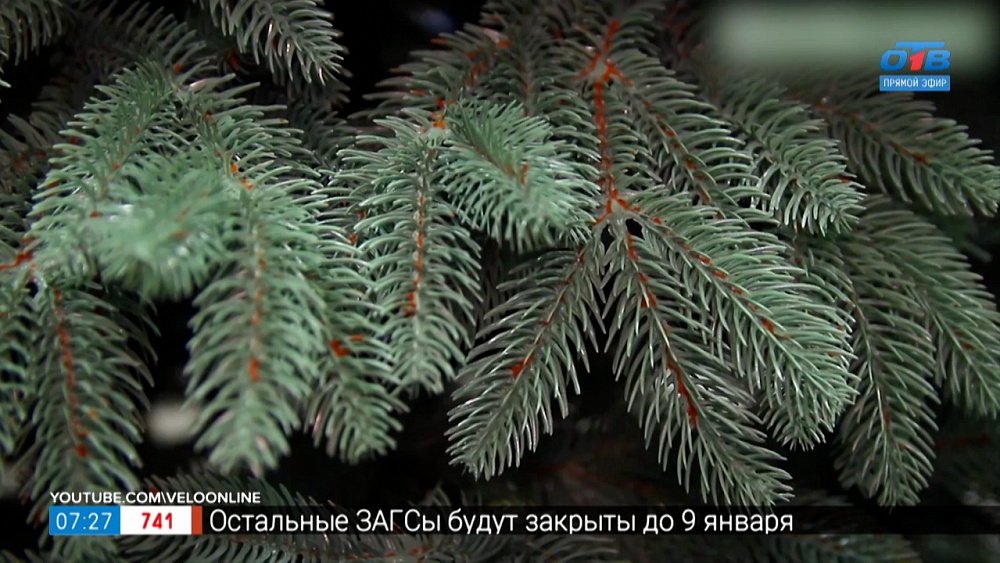 Почему стоит купить искусственную елку? В рубрике «5 причин сделать это»