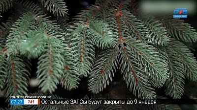 Почему стоит купить искусственную елку? В рубрике «5 причин сделать это»