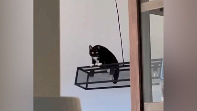 Мех и смех: спортивный спецвыпуск