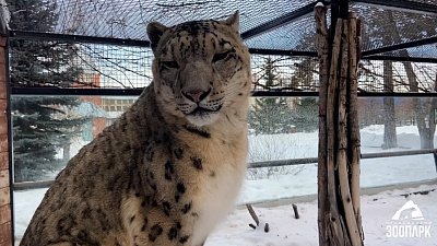 Сотрудникам Челябинского зоопарка удалось вблизи снять ирбиса