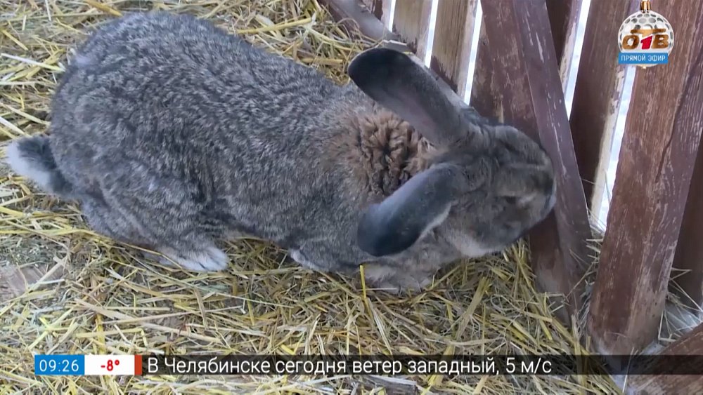 Серенький, и не очень трусишка в сюжете «Символ года — кролик!»