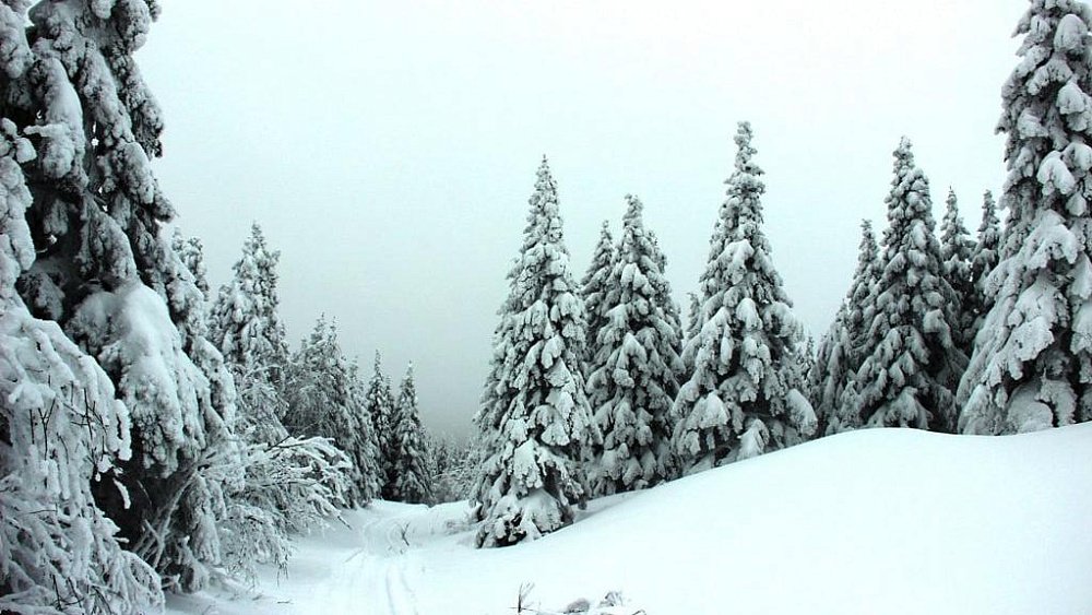 Ели Челябинской области вошли в топ‑3 самых красивых в России