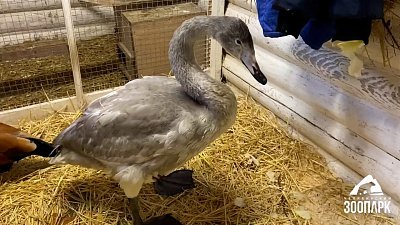 В Челябинском зоопарке лебеди растрепали куртку кипера