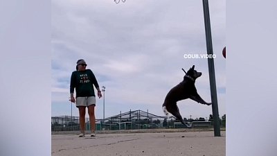 Мех и смех: спецвыпуск со спортивными животными