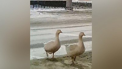 В Челябинске вновь заметили мужчину с гусями
