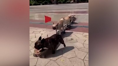 Мех и смех: карусель, псы-скейтбордисты и охотник на змей