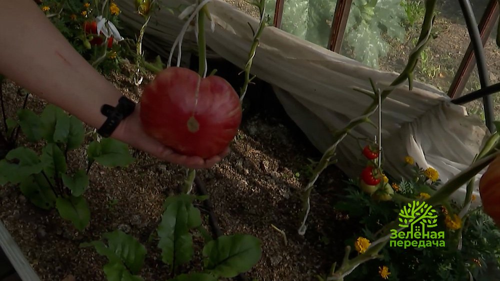 Зеленая передача 29.12.2022