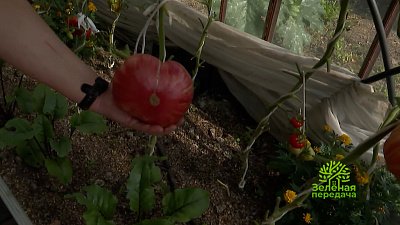 Зеленая передача 29.12.2022