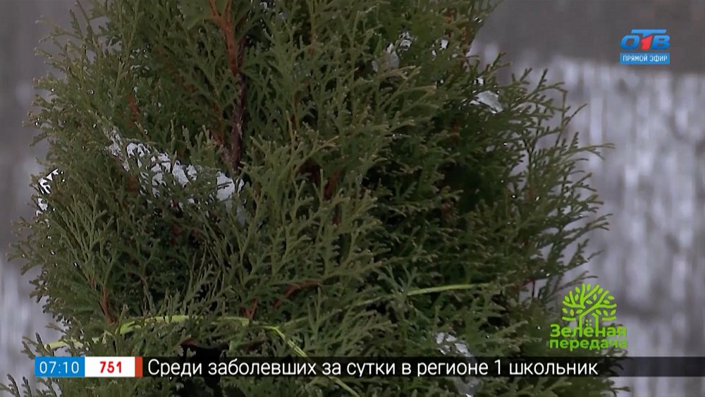 Снег в саду — друг или враг? в рубрике «Руки садовода»