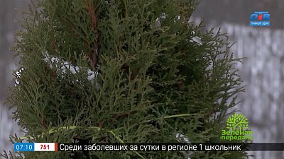 Снег в саду — друг или враг? в рубрике «Руки садовода»