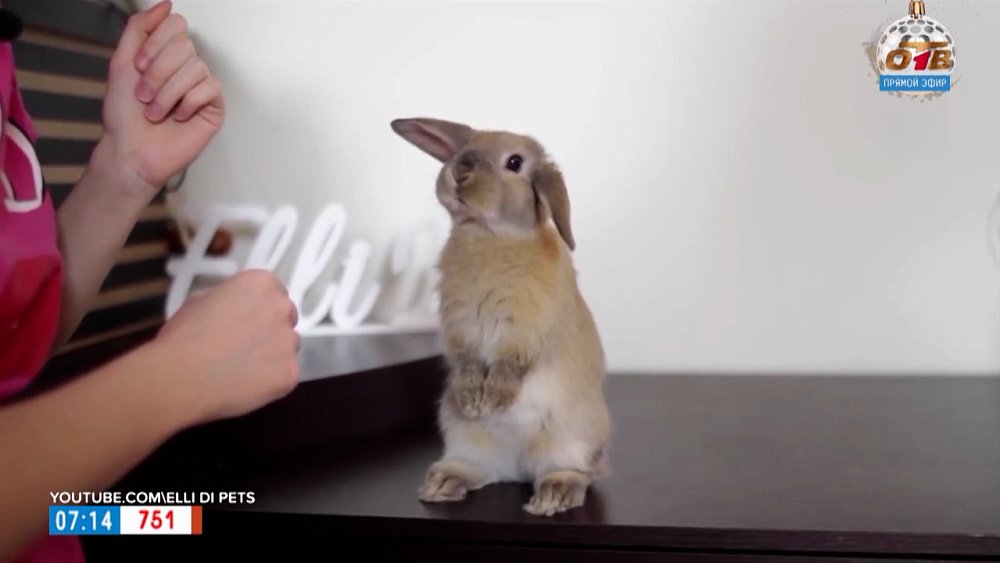 Почему стоит завести кролика в рубрике «5 причин сделать ЭТО»