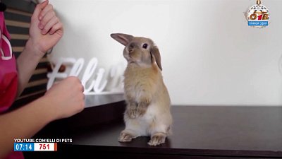 Почему стоит завести кролика в рубрике «5 причин сделать ЭТО»