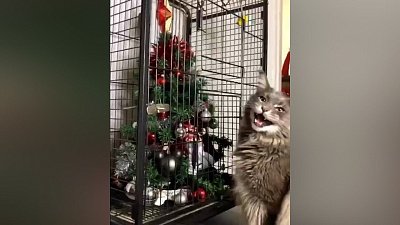 Мех и смех: новогодне-кошачий спецвыпуск