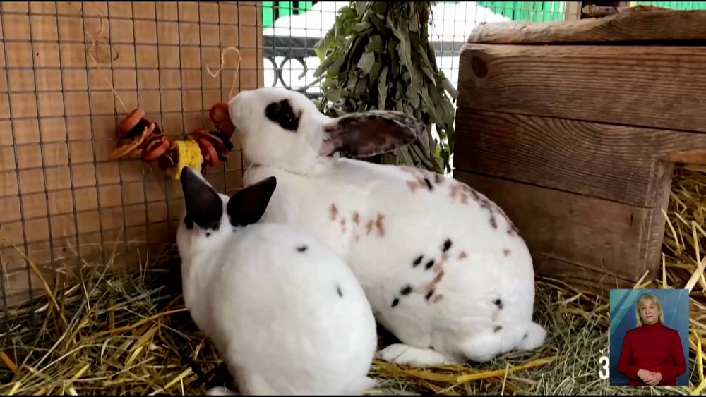 В зоопарке украсили дома кроликов