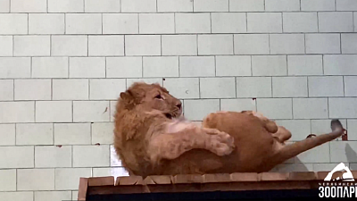 Лев Сева из челябинского зоопарка стал неуклюжим во время праздников