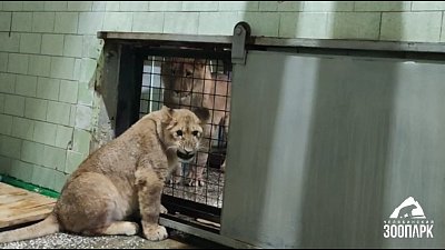 В Челябинском зоопарке сближение львов попало на видео