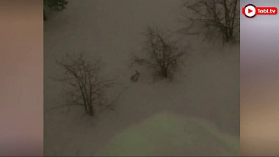 Заяц в Челябинске попали на видео