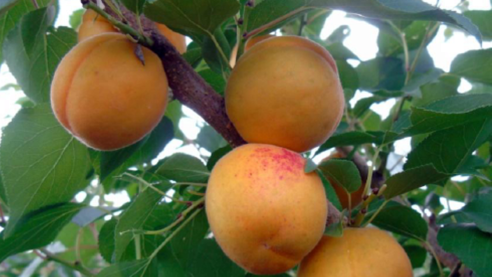 В Челябинске вывели выдерживающий до −40°C сорт абрикосов