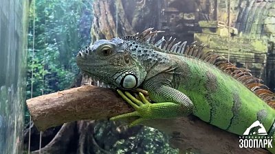 В Челябинском зоопарке игуана активно начинает рабочую неделю