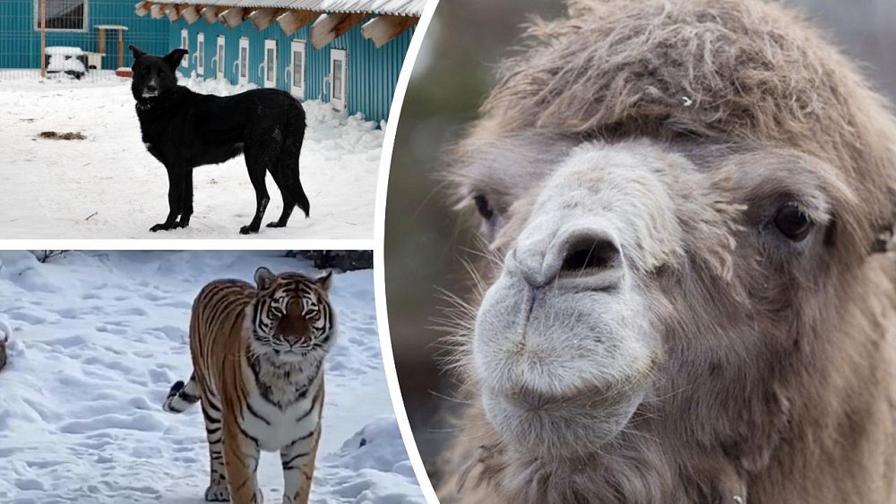 Собаки, верблюды и тигры: как животные переживают суровые челябинские морозы