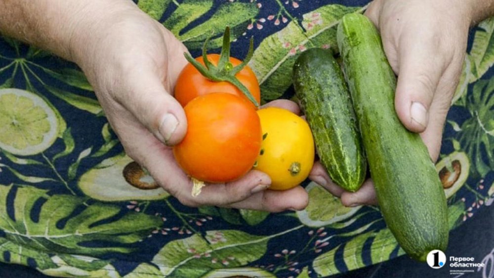 Челябинская область стала одним из лидеров в России по выращиванию тепличных овощей