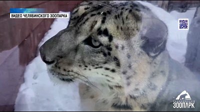 Снежный барс Ермак рад морозу