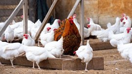 Производство мяса птиц в Челябинской области выросло выросло на 9,5% Производство мяса птиц в Челябинской области выросло выросло на 9,5%