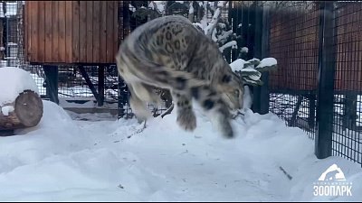 В Челябинском зоопарке снежный барс радуется холодам
